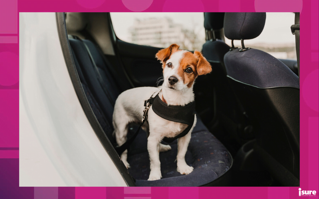 travelling with pets - cute small jack russell dog in a car wearing a safe harness and seat belt. Ready to travel. Travelling with pets concept