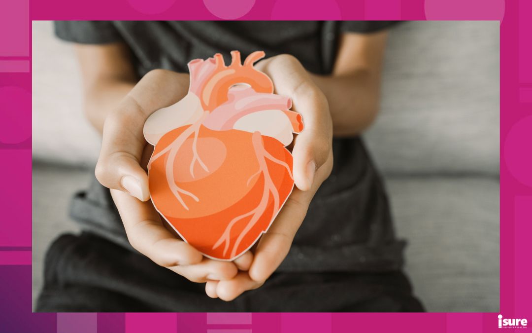 organ donor ontario - Hands holding heart anatomy, organ donor, cardiac heart cancer, health care hopital service concept