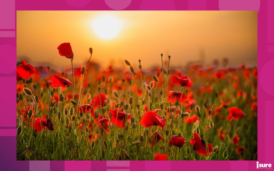 A field of poppies in a sunset. Remembrance Day.