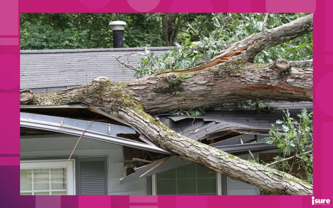 wind damage from large white oak tree punctures roof on house