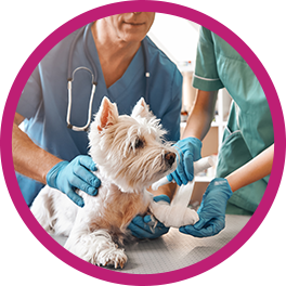 Accident Coverage Pet Insurance
