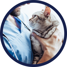 Illness Coverage for Pet Insurance