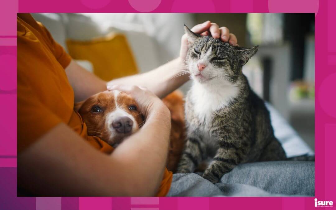Man sitting on sofa with domestic animals. Pet owner stroking his old cat and dog together.