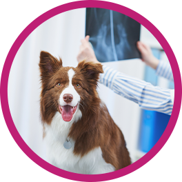 Hereditary and Congenital Conditions Pet Insurance Coverage