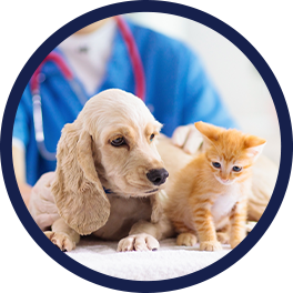 Illness Coverage for Pet Insurance