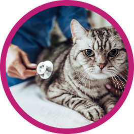 Accident Coverage Pet Insurance