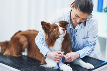 pet insurance - Happy young pet owner consulting with African-American male veterinarian in blue medical scrubs sitting on squats in front of her