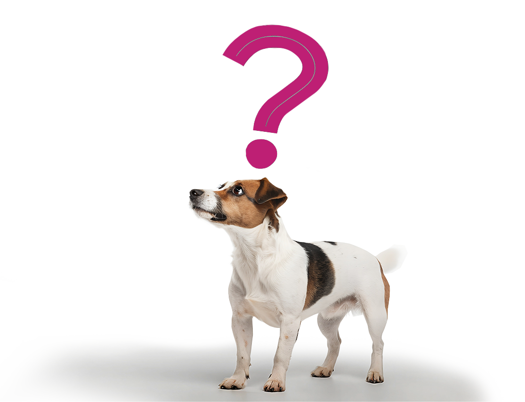 Pet Insurance FAQ Image