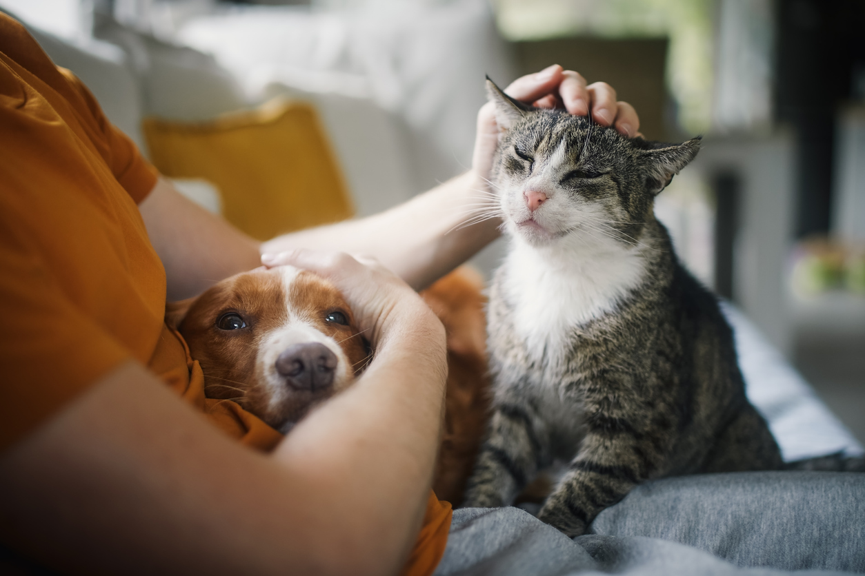 Pet Insurance CTA Image
